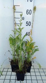 Polemonium caeruleum 'Album' - pot 9x9 cm