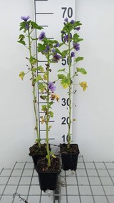 Malva sylvestris 'Dema' (Marina) - pot 9x9 cm -