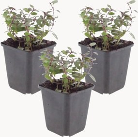Planten Oregano Origanum laevigatum Herrenhausen, 3-delig