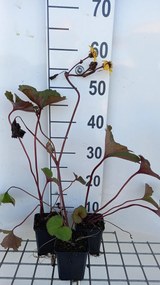 Ligularia dentata 'Desdemona' - pot 9x9 cm -