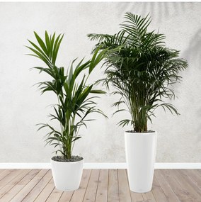 Combi deal - Areca palm 170 cm - Kentia palm 170 cm inclusief zelfwaterende potten
