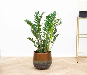 Zamioculcas - 90cm