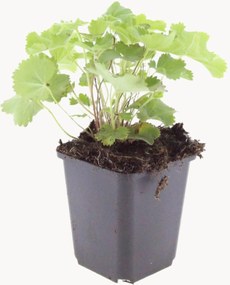 Planten Lady's Mantle Alchemilla Mollis, 12-delig