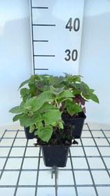 Monarda 'Fireball' - pot 9x9 cm