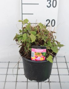 Anemone hupehensis 'Splendens' - pot 2L -