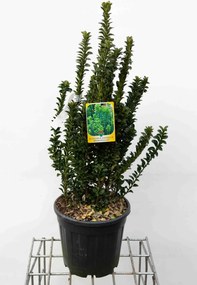 Euonymus japonicus 'Green Spire' - pot 10L - 60-80 cm