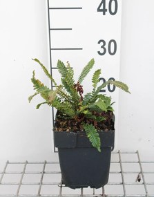 Blechnum spicant - pot 2L