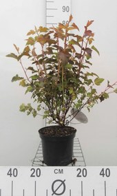 Physocarpus opulifolius 'Mindia' (Diable d'Or) - pot - 40-60 cm