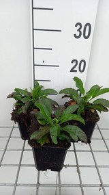 Veronica longifolia 'Blauriesin' - pot 9x9 cm -