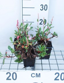 Persicaria affinis 'Kabouter' - pot 9x9 cm -