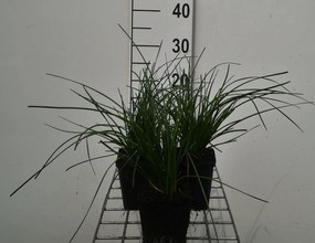 Zephyranthes candida - pot 9x9 cm