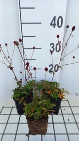 Sanguisorba officinalis - pot 9x9 cm -