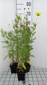 Coreopsis 'Full Moon' - pot 9x9 cm