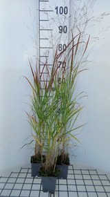 Panicum virgatum 'Hänse Herms' - pot 9x9 cm