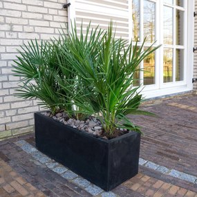 Combi deal - Chamaerops Humilis inclusief  Grigio Box -140cm