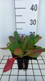 Bergenia 'Wintermärchen' - pot 9x9 cm