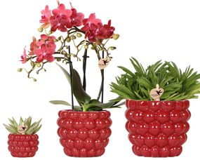 Combi deal - Orchidee Congo + Succulenten inclusief Berry sierpotten