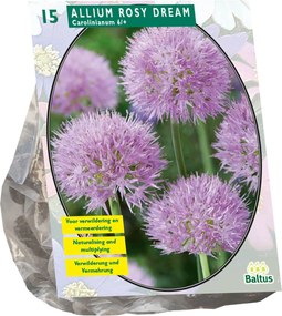 Baltus sierui 'Allium Rosy Dreams' - Roze - voorjaarsbloeiers - 15 bloembollen