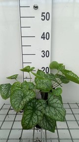 Brunnera macrophylla 'Mr. Morse' - pot 9x9 cm
