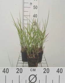 Panicum virgatum 'Rotstrahlbusch' - pot 9x9 cm -