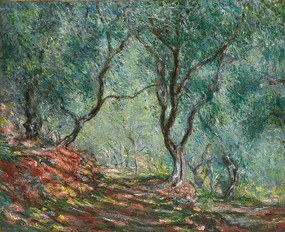 Monet, Claude - Kunstreproductie Olive Trees in the Moreno Garden; Bois d'oliviers au jardin Moreno, (40 x 35 cm)