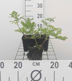 Myrrhis odorata - pot 9x9 cm (Roomse Kervel / 'Doorlevende Kervel') -
