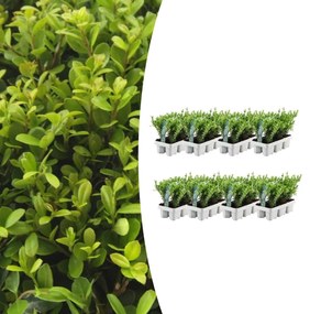 Combideal - pack Ilex Crenata 'Jenny' - 15cm