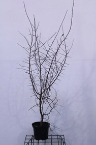 Prunus spinosa - pot 4L - 100-125 cm