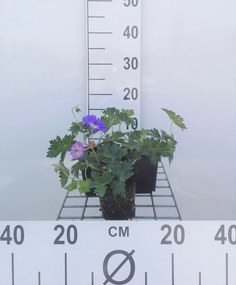 Geranium 'Gerwat' (Rozanne) - pot 9x9 cm -