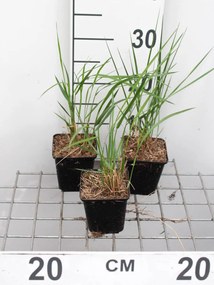 Calamagrostis x acutiflora'Karl Foerster'- pot 9x9 cm - Struisriet