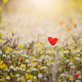 Foto Heart shaped poppy, Julia Davila-Lampe