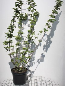 Viburnum x carlcephalum - pot 12L - 80-100 cm