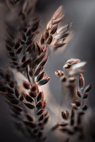Foto Bentgrass, Kristina Zvinakeviciute