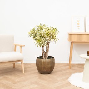 Dracaena Song of India vertakt - 120 cm