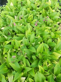 Symphytum x rubrum - pot 9x9 cm -
