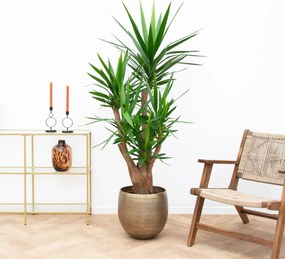 Yucca Elephantipes - 130cm