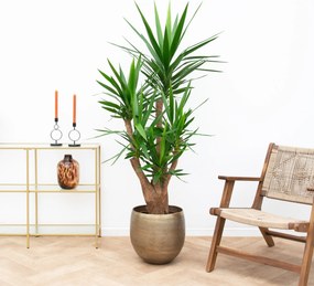 Yucca Elephantipes vertakt - 130cm