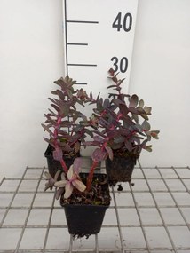 Sedum 'Picolette' - pot 9x9 cm