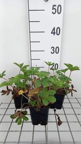 Potentilla nepalensis 'Miss Willmott' - pot 9x9 cm -