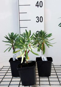 Euphorbia characias subsp. wulfenii - pot 9x9 cm -