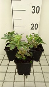 Pachysandra terminalis 'Variegata' - pot 9x9 cm -