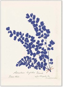 Ingelijste poster Botanical Fern III Blue
