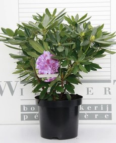 Rhododendron 'Catawbiense Grandiflorum' - pot - 40-50 cm -