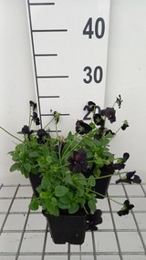 Viola 'Molly Sanderson' - pot 9x9 cm -