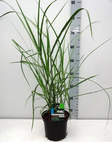 Miscanthus sinensis 'Malepartus' - pot 3L -
