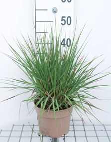 Molinia caerulea 'Edith Dudszus' - pot 3L