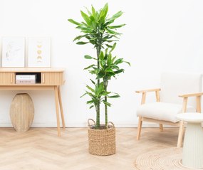 Dracaena Golden Coast - 150cm