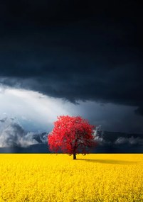 Foto Red tree, Bess Hamiti