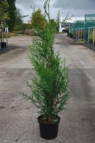 Thuja plicata 'Atrovirens' - pot - 100-125 cm