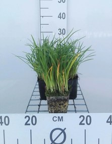 Hemerocallis 'Mini Stella' - pot 9x9 cm